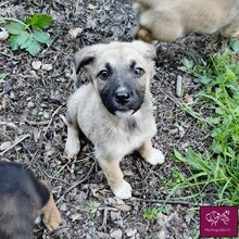 YARA, Hund, Mischlingshund in Rumänien - Bild 1