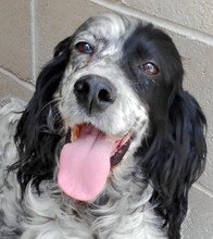FIAMMA, Hund, English Setter in Italien - Bild 1