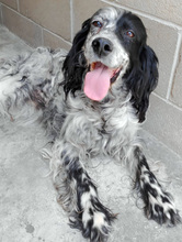 FIAMMA, Hund, English Setter in Italien - Bild 2