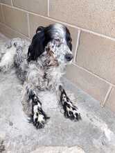 FIAMMA, Hund, English Setter in Italien - Bild 3