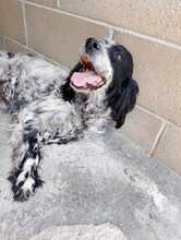FIAMMA, Hund, English Setter in Italien - Bild 4
