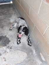 FIAMMA, Hund, English Setter in Italien - Bild 5