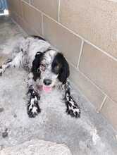 FIAMMA, Hund, English Setter in Italien - Bild 6