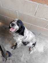 FIAMMA, Hund, English Setter in Italien - Bild 7