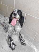 FIAMMA, Hund, English Setter in Italien - Bild 8