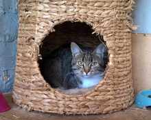 MITKA, Katze, Europäisch Kurzhaar in Bulgarien - Bild 1