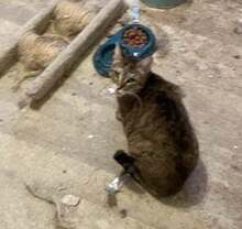 GINKA, Katze, Europäisch Kurzhaar in Bulgarien - Bild 1