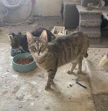 GINKA, Katze, Europäisch Kurzhaar in Bulgarien - Bild 2