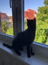 MORPHEUS, Katze, Europäisch Kurzhaar in Langenhagen - Bild 1