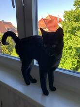 MORPHEUS, Katze, Europäisch Kurzhaar in Langenhagen - Bild 2
