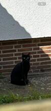 MORPHEUS, Katze, Europäisch Kurzhaar in Langenhagen - Bild 3
