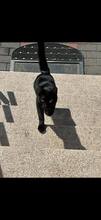 MORPHEUS, Katze, Europäisch Kurzhaar in Langenhagen - Bild 4