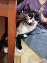 TSCHEWRAVITSCHKA, Katze, Europäisch Kurzhaar in Bulgarien - Bild 4