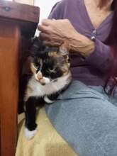 TSCHEWRAVITSCHKA, Katze, Europäisch Kurzhaar in Bulgarien - Bild 5