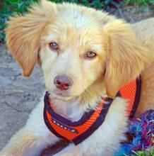 MAIZY, Hund, Mischlingshund in Griechenland - Bild 3