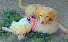 MAIZY, Hund, Mischlingshund in Griechenland - Bild 4