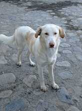 ROCKY, Hund, Mischlingshund in Italien - Bild 2