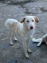 ROCKY, Hund, Mischlingshund in Italien - Bild 3