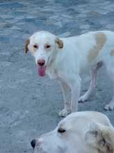 ROCKY, Hund, Mischlingshund in Italien - Bild 4