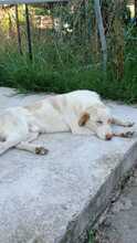 ROCKY, Hund, Mischlingshund in Italien - Bild 5