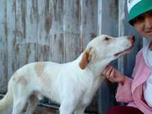 ROCKY, Hund, Mischlingshund in Italien - Bild 6