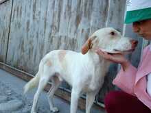 ROCKY, Hund, Mischlingshund in Italien - Bild 7