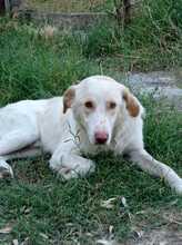 ROCKY, Hund, Mischlingshund in Italien - Bild 8