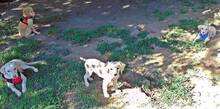 MELANIE, Hund, Mischlingshund in Griechenland - Bild 1