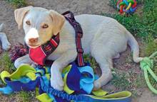 MELANIE, Hund, Mischlingshund in Griechenland - Bild 2