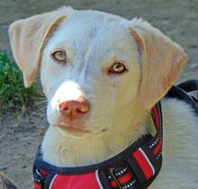 MELANIE, Hund, Mischlingshund in Griechenland - Bild 3