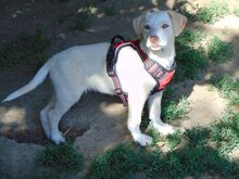 MELANIE, Hund, Mischlingshund in Griechenland - Bild 8