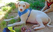 MARTY, Hund, Mischlingshund in Griechenland - Bild 4