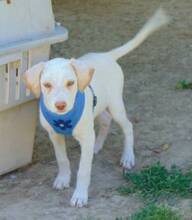 MARTY, Hund, Mischlingshund in Griechenland - Bild 8