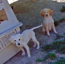 MELODY, Hund, Mischlingshund in Griechenland - Bild 2
