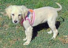 MELODY, Hund, Mischlingshund in Griechenland - Bild 5