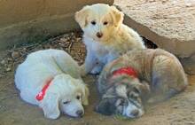 ANNIE, Hund, Mischlingshund in Griechenland - Bild 11