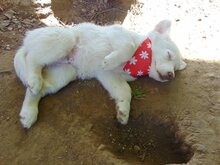 ANNIE, Hund, Mischlingshund in Griechenland - Bild 6