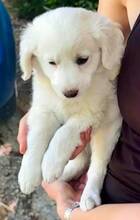 ANNIE, Hund, Mischlingshund in Griechenland - Bild 7