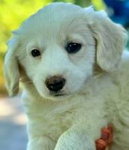 ANNIE, Hund, Mischlingshund in Griechenland - Bild 8