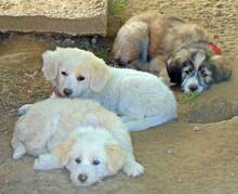 ANNIE, Hund, Mischlingshund in Griechenland - Bild 9