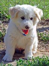 TOBI, Hund, Mischlingshund in Griechenland - Bild 14