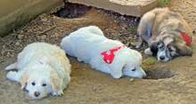 TOBI, Hund, Mischlingshund in Griechenland - Bild 3