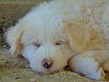 TOBI, Hund, Mischlingshund in Griechenland - Bild 6