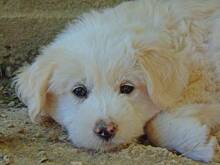 TOBI, Hund, Mischlingshund in Griechenland - Bild 7