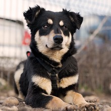 KALLE, Hund, Mischlingshund in Rumänien - Bild 1
