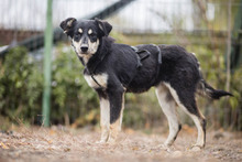 KALLE, Hund, Mischlingshund in Rumänien - Bild 10