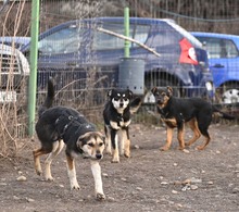 KALLE, Hund, Mischlingshund in Rumänien - Bild 11