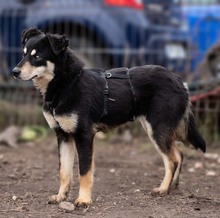 KALLE, Hund, Mischlingshund in Rumänien - Bild 12