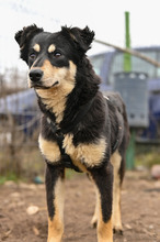 KALLE, Hund, Mischlingshund in Rumänien - Bild 2