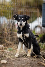 KALLE, Hund, Mischlingshund in Rumänien - Bild 3